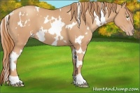 Horse Color:White Spotted Gold Champagne 