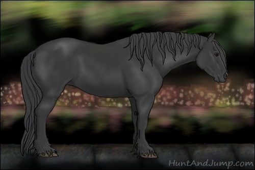 Horse Color:Black 