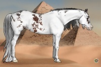 Horse Color:Bay Sabino Varnish 