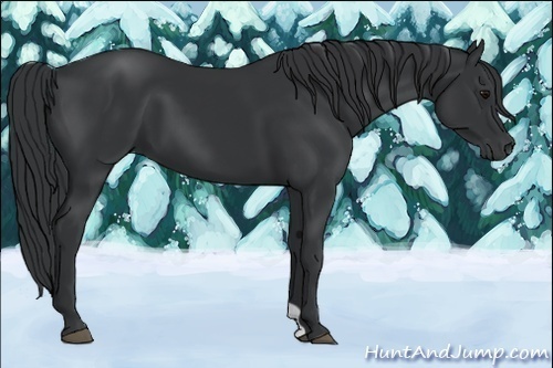 Horse Color:Black 