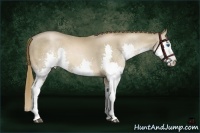 Horse Color:Liver Chestnut Pearl Sabino Splash 