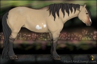 Horse Color:Bay Dun Frame 