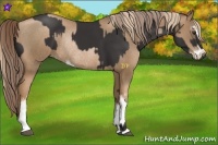 Horse Color:Liver Chestnut Sabino Rabicano  and Liver Chestnut Pearl Sabino Rabicano 