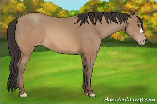 Horse Color:Sable Champagne 