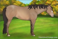 Horse Color:Sable Champagne 