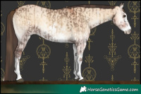 Horse Color:Liver Red Dun Onyx Sabino Rabicano Brindle  and Bay Onyx Sabino Rabicano Brindle 