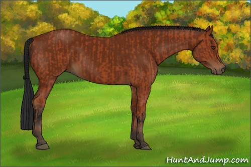 Horse Color:Bay Sabino Rabicano and Gray Bay Sabino Rabicano
