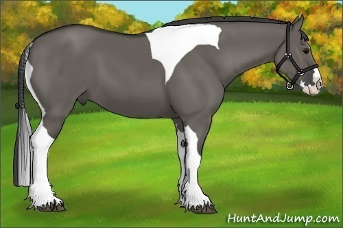 Horse Color:Grullo Splash Tobiano 