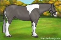 Horse Color:Grullo Splash Tobiano