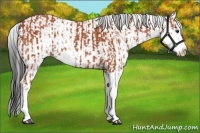 Horse Color:Bay Sabino Rabicano and Bay Sabino Splash Rabicano