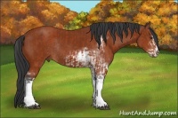 Horse Color:Bay Sabino Tobiano Rabicano  and Bay Sabino Rabicano 