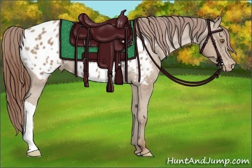 Horse Color:Classic Champagne Appaloosa 