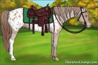 Horse Color:Classic Champagne Appaloosa 