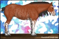 Horse Color:Bay Sabino Rabicano  and Bay Sabino Rabicano 