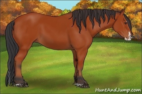 Horse Color:Bay Sabino Rabicano and Bay Sabino Splash Rabicano
