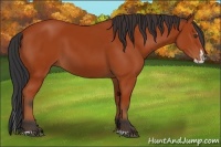Horse Color:Bay Sabino Rabicano and Bay Sabino Splash Rabicano
