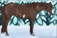Horse Color:Liver Chestnut Frame 