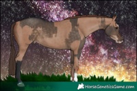 Horse Color:Brown Dun Sabino  and Classic Champagne Sabino 