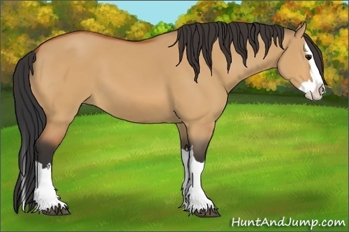 Horse Color:Bay Dun Splash