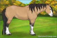 Horse Color:Bay Dun Splash 
