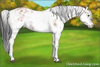 Horse Color:Bay Sabino Rabicano  and Bay Sabino Rabicano 