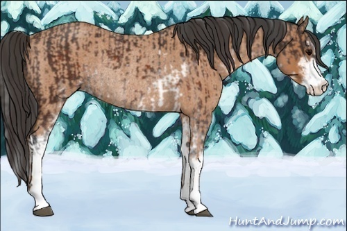 Horse Color:Brown Sabino Rabicano and Buckskin Roan Sabino Rabicano