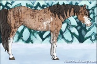Horse Color:Brown Sabino Rabicano  and Buckskin Roan Sabino Rabicano 