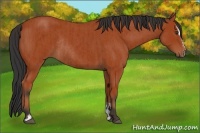 Horse Color:Bay Sabino Rabicano and Bay Roan Sabino Rabicano