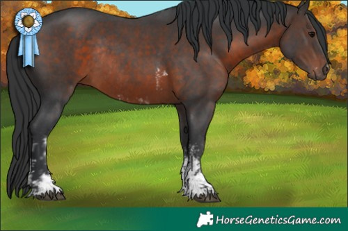 Horse Color:Bay Sabino Rabicano  and Brown Sabino Rabicano 