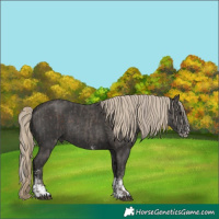 Horse Color:Silver Black Sabino Rabicano and Liver Chestnut Sabino Rabicano