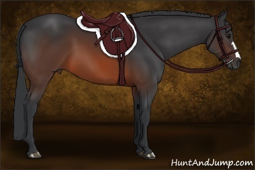 Horse Color:Brown 