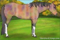 Horse Color:Nacre Buckskin Tobiano 