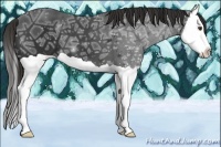 Horse Color:Liver Chestnut Ice Splash 