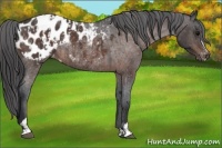 Horse Color:Bay Roan Sabino Appaloosa Rabicano  and Bay Roan Sabino Appaloosa Rabicano 