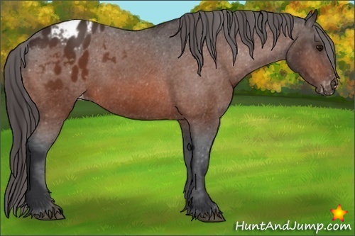 Horse Color:Bay Appaloosa 