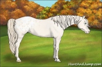 Horse Color:Perlino Sabino Appaloosa Rabicano and Perlino Appaloosa Rabicano