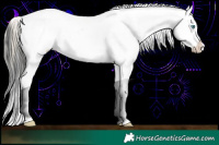 Horse Color:White Spotted Chocolate Palomino Pearl Appaloosa Rabicano and White Spotted Liver Chestnut Sabino Appaloosa Rabicano