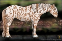 Horse Color:Chestnut Appaloosa