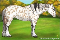 Horse Color:Bay Dun Splash Appaloosa