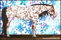 Horse Color:Bay Sabino Appaloosa Rabicano and Bay Sabino Appaloosa Rabicano