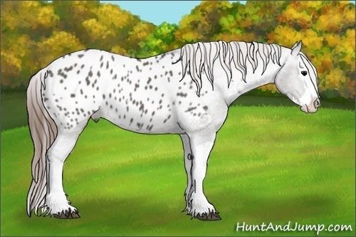 Horse Color:Grullo Splash Appaloosa 