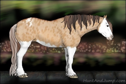 Horse Color:Bay Dun Splash Appaloosa 