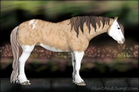 Horse Color:Bay Dun Splash Appaloosa 