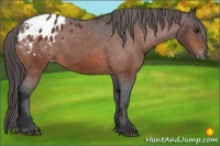 Horse Color:Bay Appaloosa 