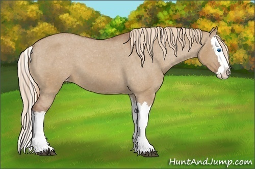 Horse Color:Red Dun Splash Varnish