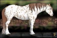 Horse Color:Red Dun Splash Near Leopard