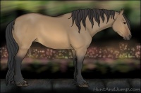 Horse Color:Brown Dun