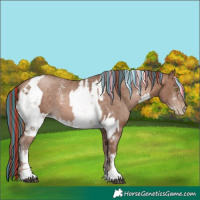 Horse Color:Painted White Spotted Liver Chestnut Pearl Mushroom Sabino Rabicano and Painted Brown Pearl Mushroom Sabino Rabicano