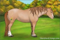 Horse Color:Bay Pearl Sabino Rabicano  and Bay Pearl Sabino Appaloosa Rabicano 
