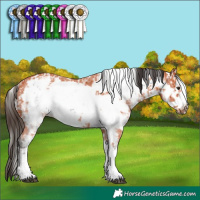 Horse Color:Liver Chestnut Mushroom Sabino Rabicano  and Bay Sabino Frame Rabicano 